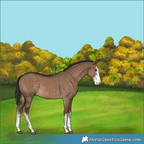 Horse Color:White Spotted Liver Red Dun Rabicano 