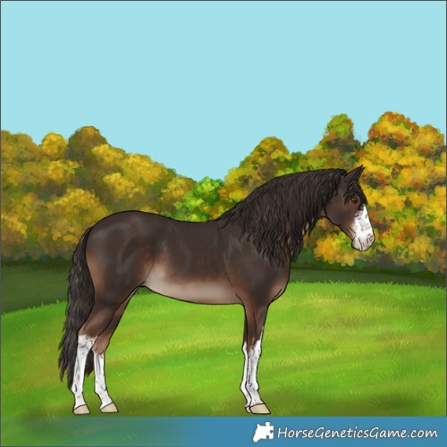 Horse Color:White Spotted Liver Chestnut 
