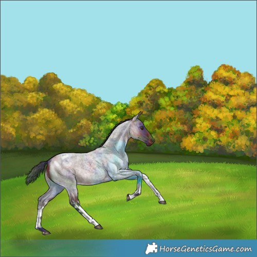 Horse Color:Nacre White Spotted Liver Red Roan 