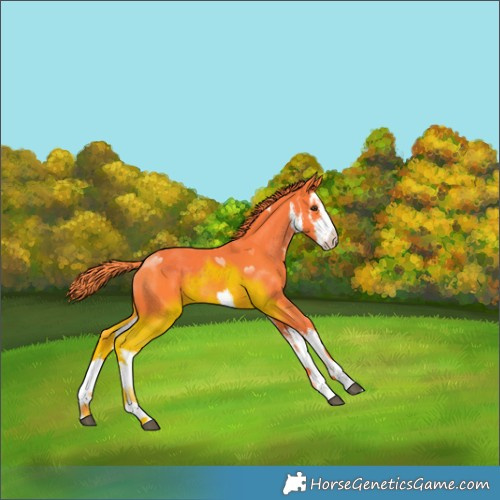 Horse Color:Watercolor White Spotted Liver Chestnut