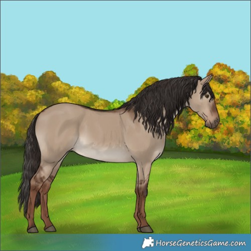 Horse Color:White Spotted Liver Red Dun 
