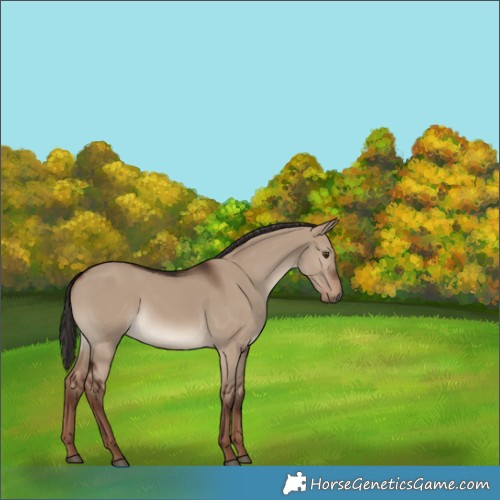 Horse Color:White Spotted Liver Red Dun