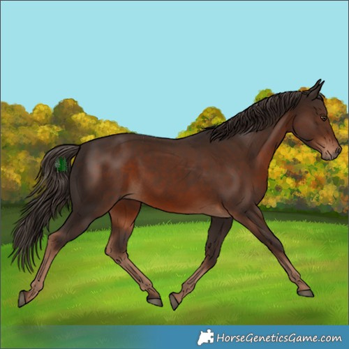 Horse Color:White Spotted Liver Chestnut 