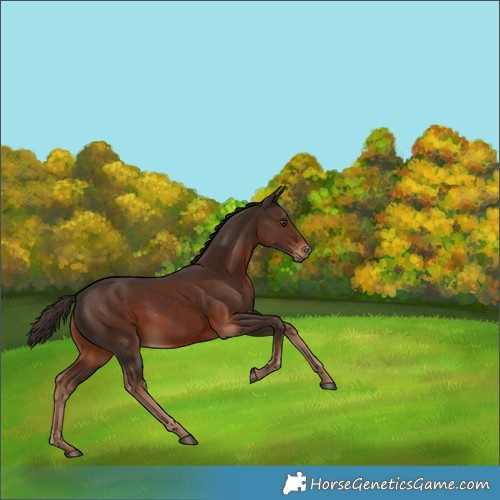 Horse Color:White Spotted Liver Chestnut