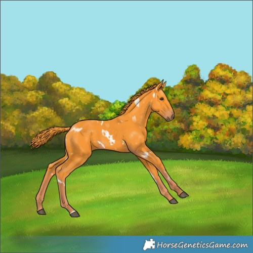 Horse Color:Watercolor White Spotted Liver Chestnut 