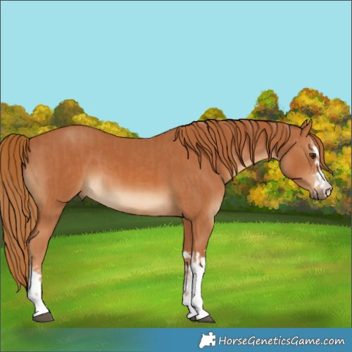 Horse Color:Chestnut  and Chestnut 