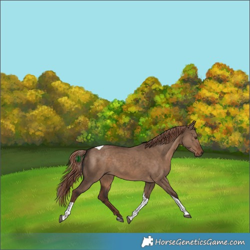Horse Color:Liver Red Dun Tobiano Rabicano 