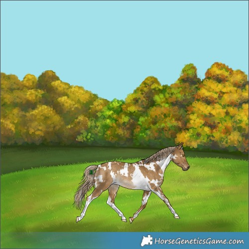 Horse Color:White Spotted Chocolate Palomino Dun Rabicano