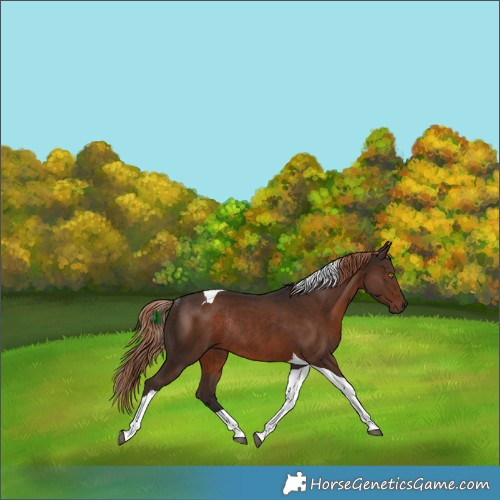 Horse Color:Liver Chestnut Tobiano Rabicano