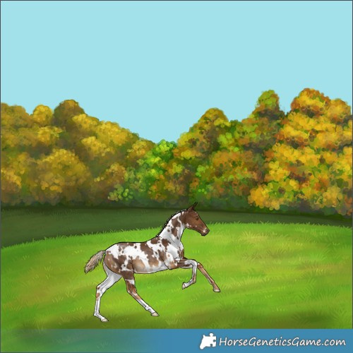 Horse Color:White Spotted Chocolate Palomino Rabicano