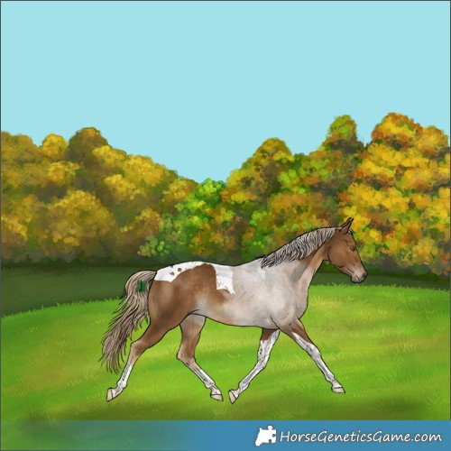 Horse Color:Chocolate Palomino Tobiano Rabicano 