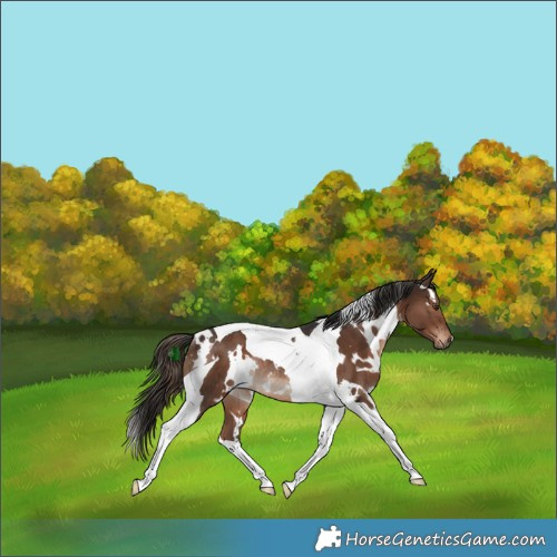 Horse Color:White Spotted Liver Chestnut Tobiano Rabicano