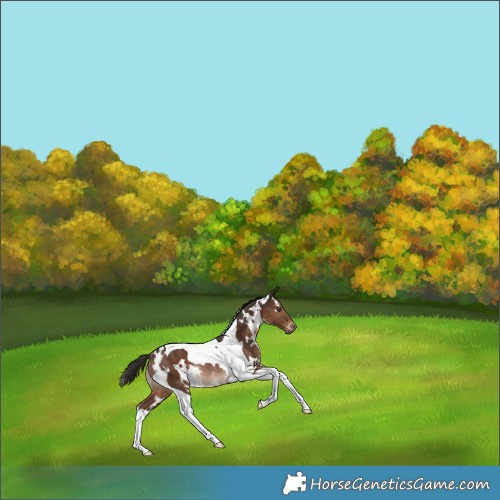 Horse Color:White Spotted Liver Chestnut Tobiano Rabicano