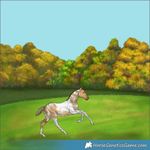 Horse Color:White Spotted Chocolate Palomino Dun Tobiano Rabicano