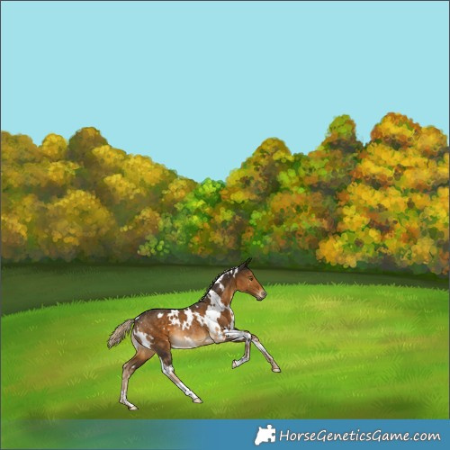 Horse Color:White Spotted Chocolate Palomino Rabicano 