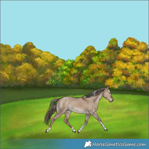 Horse Color:White Spotted Liver Red Dun Tobiano Rabicano