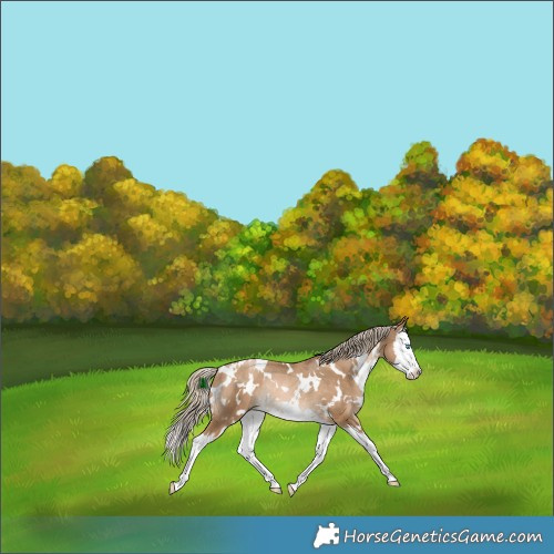 Horse Color:White Spotted Chocolate Palomino Snowdrop Splash Rabicano 