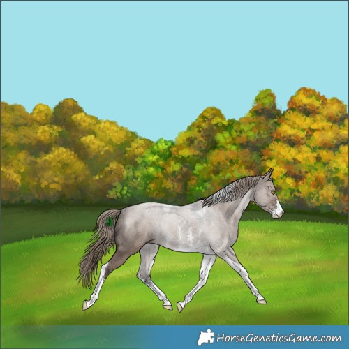 Horse Color:Liver Red Dun Sabino Tobiano Rabicano 
