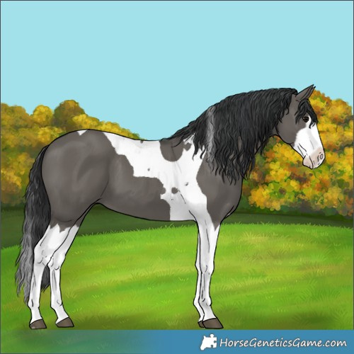 Horse Color:Grullo Splash Tobiano 
