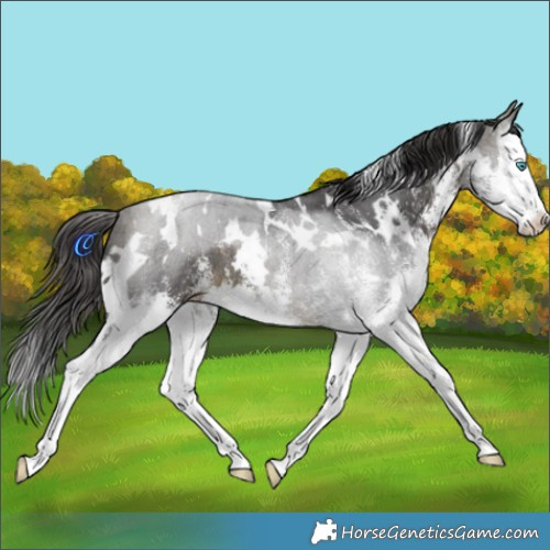 Horse Color:White Spotted Buckskin Splash