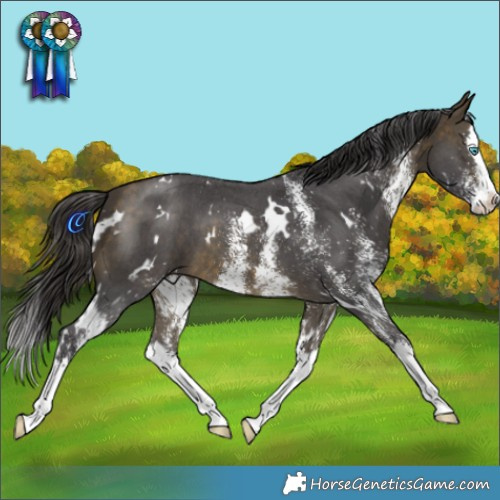 Horse Color:White Spotted Buckskin Splash