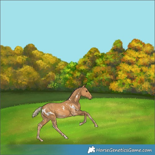 Horse Color:White Spotted Palomino