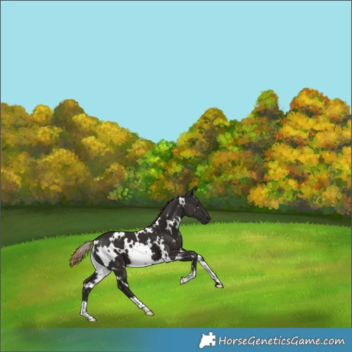 Horse Color:White Spotted Liver Chestnut 