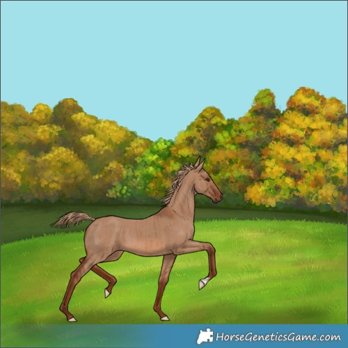 Horse Color:Red Dun Brindle 