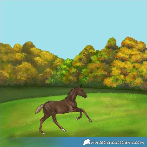 Horse Color:Chocolate Palomino