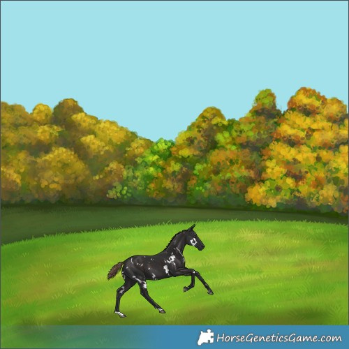 Horse Color:White Spotted Liver Chestnut 