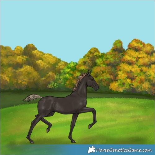 Horse Color:Liver Chestnut Rabicano 