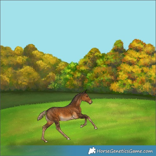 Horse Color:Chocolate Palomino 