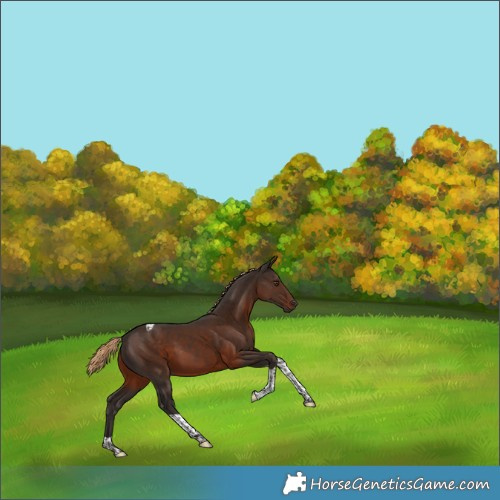 Horse Color:Liver Chestnut Tobiano 