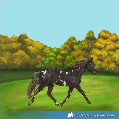 Horse Color:White Spotted Liver Chestnut 