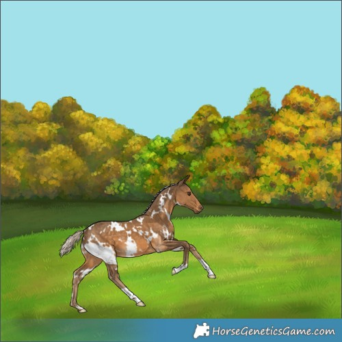 Horse Color:White Spotted Chocolate Palomino