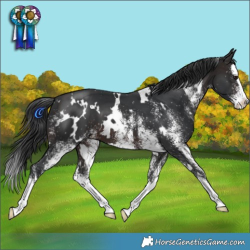 Horse Color:White Spotted Brown Splash