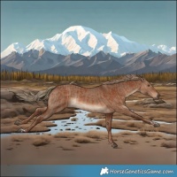 Horse Color:Chestnut and Liver Red Dun