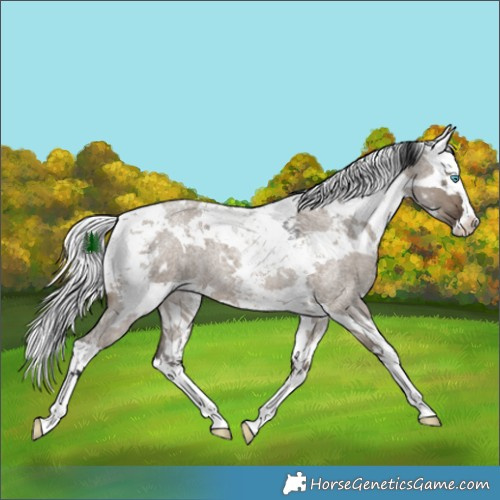 Horse Color:White Spotted Brown Roan Dun Harlequin Merle Splash 