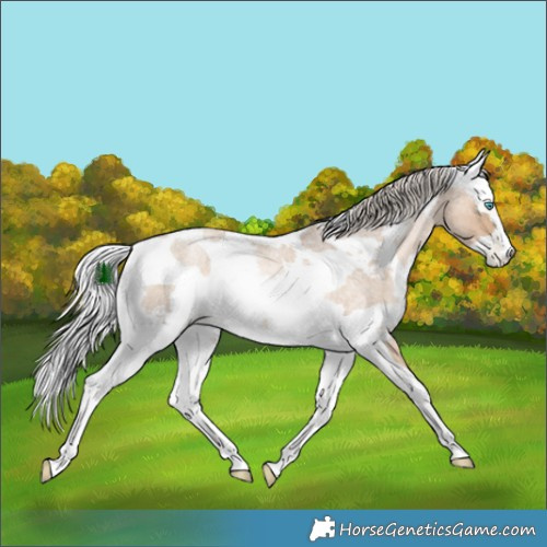 Horse Color:Chocolate Palomino Roan Pearl