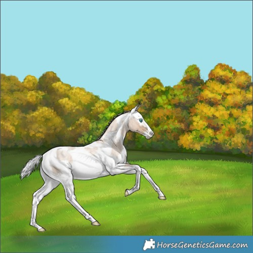 Horse Color:Chocolate Palomino Roan Pearl