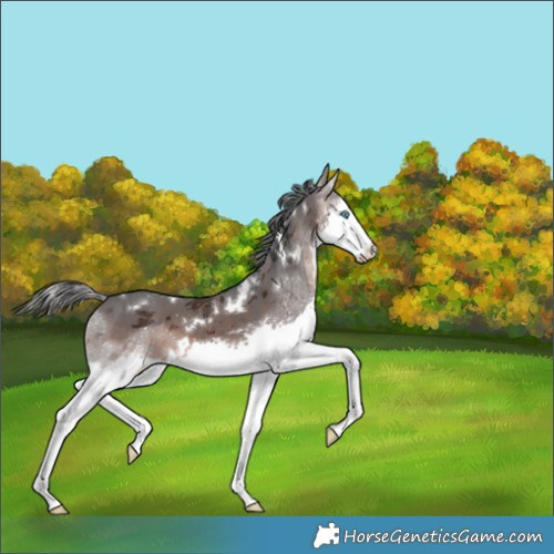 Horse Color:White Spotted Brown Merle Splash