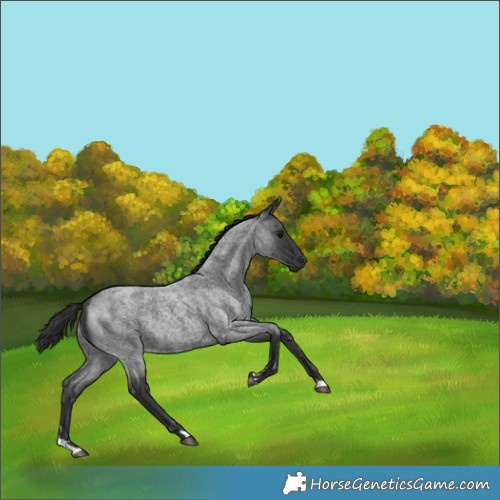 Horse Color:Blue Roan