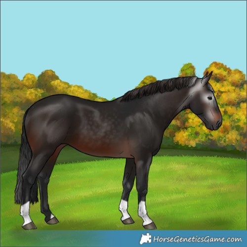 Horse Color:Gray Brown