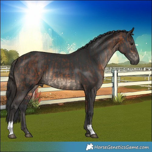 Horse Color:Bay  and Black 