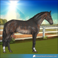 Horse Color:Bay  and Black 