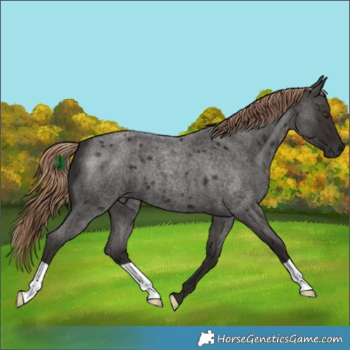 Horse Color:Liver Red Roan 