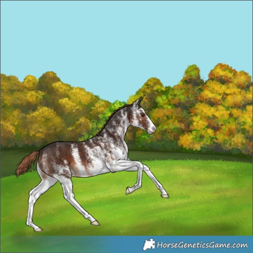 Horse Color:White Spotted Liver Chestnut