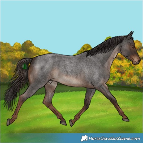 Horse Color:Liver Red Roan 