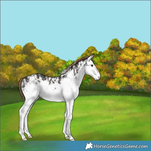 Horse Color:White Spotted Liver Chestnut Rabicano