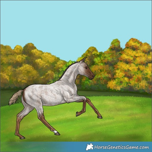 Horse Color:Chocolate Palomino Roan 